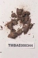 藏品(澤苔屬)的圖片